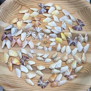 50 (25 Pairs) Florida Coquina Seashells Butterfly Shells DIY Crafting Bulk Lot